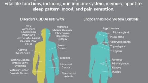 Botanic Biosciences human endocannabinoid system