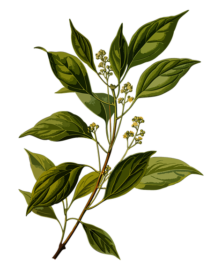 Botanic Biosciences Key Cannabis Terpenes Camphene