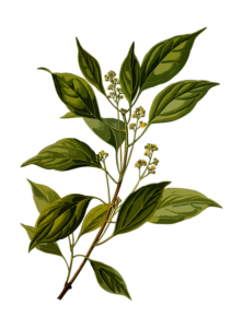 Botanic Biosciences Key Cannabis Terpenes Camphene