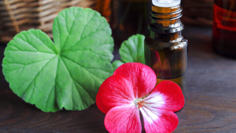 Botanic Biosciences Key Cannabis Terpenes Geraniol