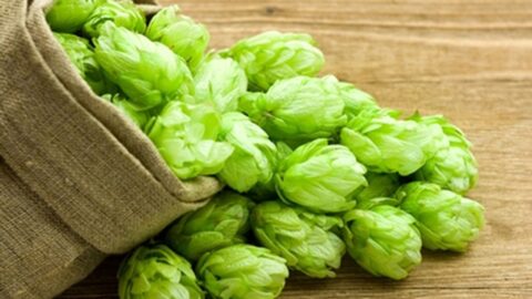 Botanic Biosciences Key Cannabis Terpenes Humulene