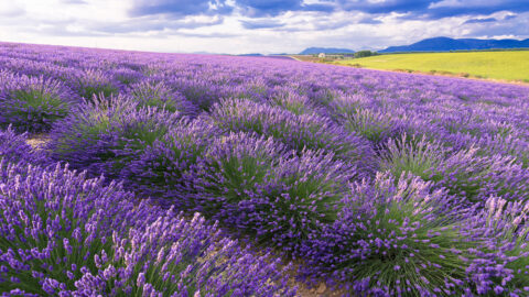 Botanic Biosciences Key Cannabis Terpenes Linalool