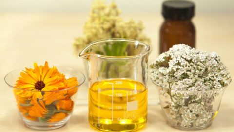 Botanic Biosciences Key Cannabis Terpenes Phellandrene