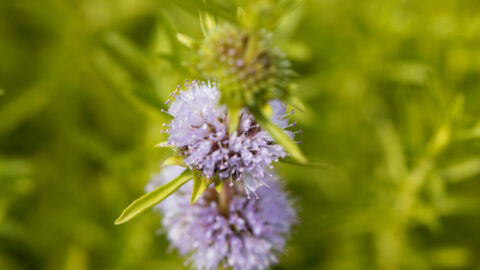 Botanic Biosciences Key Cannabis Terpenes Pulegone