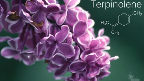 Botanic Biosciences Key Cannabis Terpenes Terpinolene