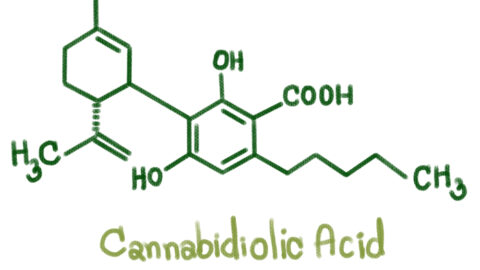 What Is Cannabidiolic Acid?