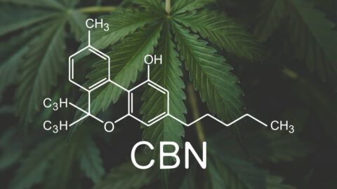 Cannabinol CBN Cannabinoid