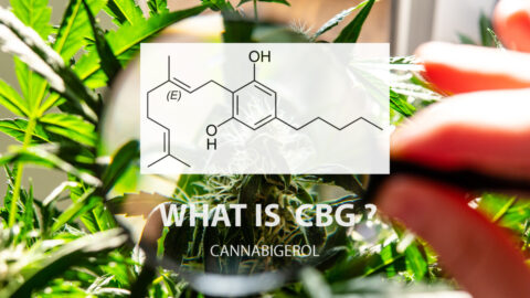 What is Cannabigerol?